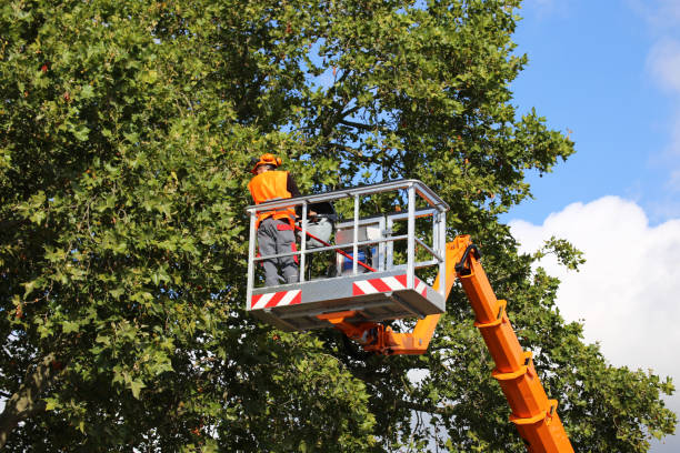 Best Tree Cabling and Bracing  in Bal Harbour, FL