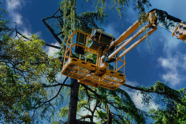 Best Tree Preservation Services  in Bal Harbour, FL