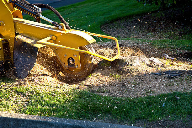 Best Stump Grinding and Removal  in Bal Harbour, FL